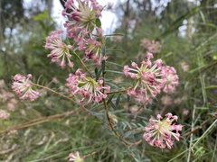 Pimelea linifolia