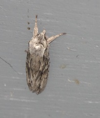 Lithophane leautieri