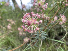 Pimelea linifolia