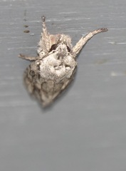 Lithophane leautieri