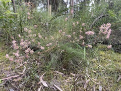 Pimelea linifolia