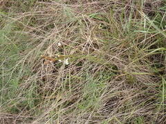 Xyris caroliniana