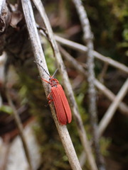 Dictyoptera simplicipes
