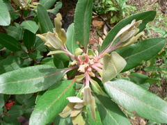 Arbutus