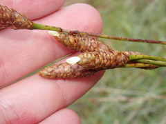 Xyris caroliniana
