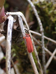 Dictyoptera simplicipes