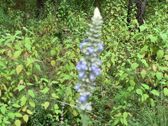 Salvia lavanduloides