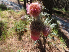 Cirsium ehrenbergii