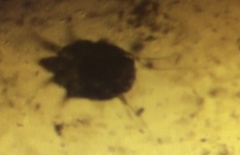 Otodectes cynotis