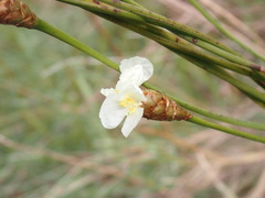 Xyris caroliniana