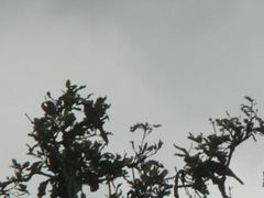 Aphelocoma ultramarina