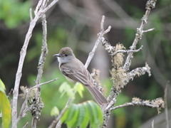 Myiarchus