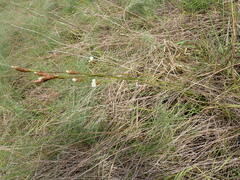 Xyris caroliniana
