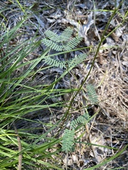 Mimosa nuttallii