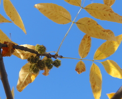 Fraxinus pennsylvanica