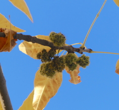 Fraxinus pennsylvanica