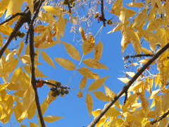 Fraxinus pennsylvanica