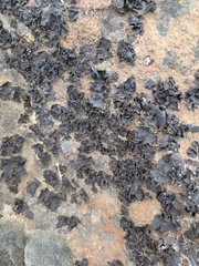Umbilicaria torrefacta