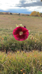 Alcea rosea