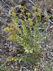 Solidago radula