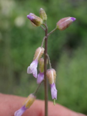 Boechera