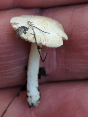 Inocybe geophylla