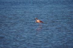 Phoenicopterus ruber