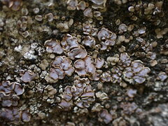 Psora