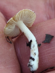 Inocybe geophylla