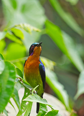 Chalcoparia singalensis