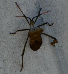 Acanthocephala alata