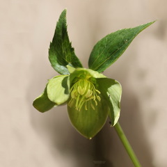 Helleborus odorus odorus