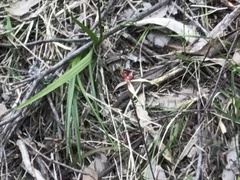 Caladenia reticulata