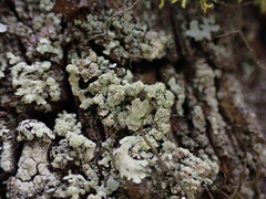 Parmeliopsis ambigua