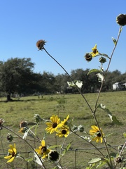 Helianthus argophyllus