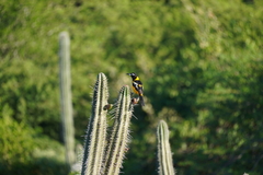 Icterus icterus