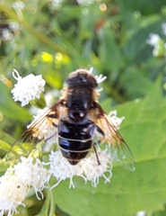 Eristalis saxorum