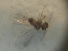 Lachesilla