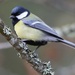 Tits, Chickadees, and Titmice - Photo (c) Antti Henttonen, some rights reserved (CC BY-NC), uploaded by Antti Henttonen