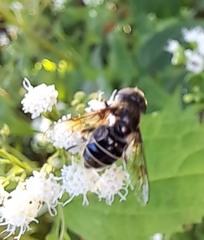 Eristalis saxorum