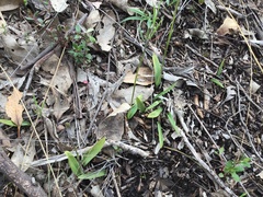 Glossodia major