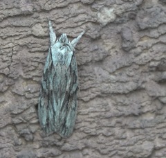 Lithophane leautieri