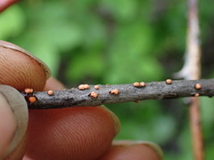 Nectria