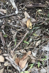 Glossodia major