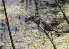 Serpophaga nigricans