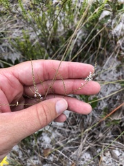 Polygonella gracilis