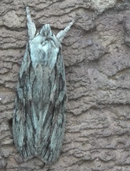 Lithophane leautieri