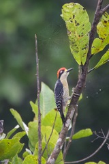 Melanerpes pucherani