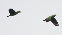 Amazona autumnalis