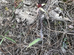 Caladenia reticulata